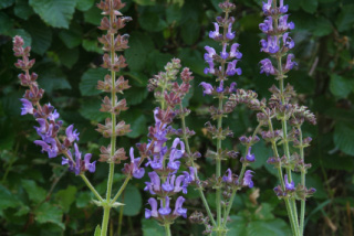 Salvia transsylvanicaRoemeense salie bestellen